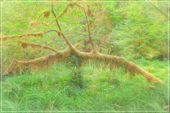 20130826 [C] PNW Vacation - ONP-Hoh Rainforest-Hall of Mosses Trail 105-Edit [TG(IntoLt60)]-Edit