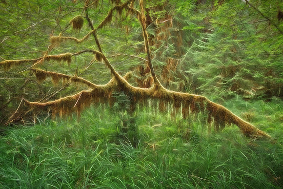 20130826 [C] PNW Vacation - ONP-Hoh Rainforest-Hall of Mosses Trail 105-Edit [TG(RoseGlow34)]-Edit [TopImp(Rudis)]