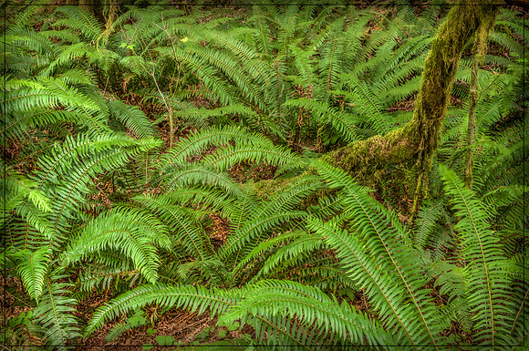 20130826 [C] PNW Vacation - ONP-Hoh Rainforest-Hall of Mosses Trail [HDR(053-054)]w PhotomatixPro(Vibrant)] v1