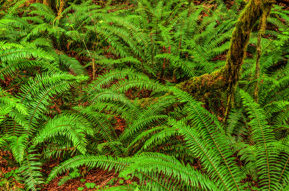 20130826 [C] PNW Vacation - ONP-Hoh Rainforest-Hall of Mosses Trail [HDR(053-054)]w PhotomatixPro(Vibrant)]-Edit [TG(Dream-M)]