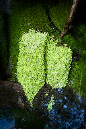 20130826 [C] PNW Vacation - ONP-Hoh Rainforest-Hall of Mosses Trail 001-Edit v1