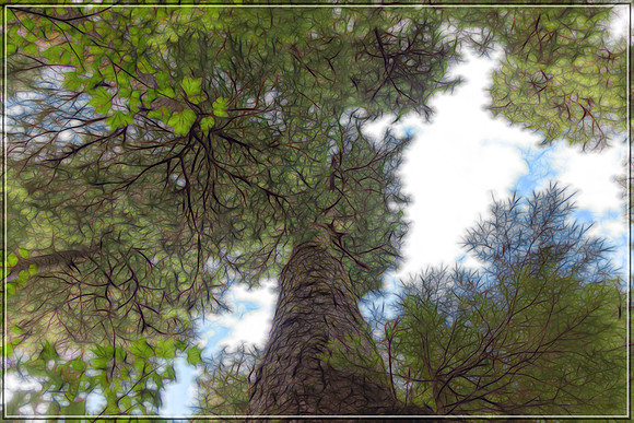20130826 [C] PNW Vacation - ONP-Hoh Rainforest-Hall of Mosses Trail 004-Edit [TG(GraphicII)]