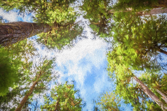 20130826 [C] PNW Vacation - ONP-Hoh Rainforest-Hall of Mosses Trail 007-Edit [TopImp(TSunsetI)]