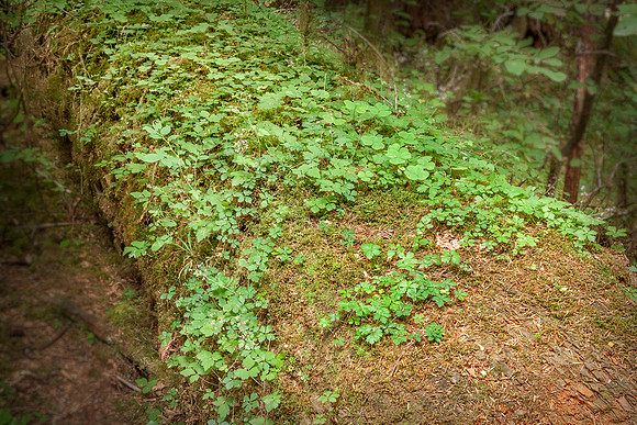 20130826 [C] PNW Vacation - ONP-Hoh Rainforest-Hall of Mosses Trail 023-Edit