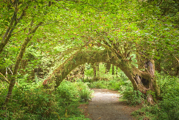 20130826 [C] PNW Vacation - ONP-Hoh Rainforest-Hall of Mosses Trail 026-Edit [TopImp(RenII)]