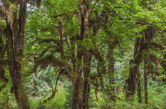 20130826 [C] PNW Vacation - ONP-Hoh Rainforest-Hall of Mosses Trail 042