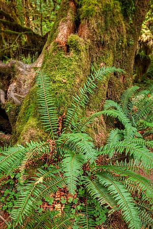 20130826 [C] PNW Vacation - ONP-Hoh Rainforest-Hall of Mosses Trail 049-Edit