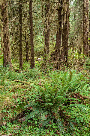 20130826 [C] PNW Vacation - ONP-Hoh Rainforest-Hall of Mosses Trail 062