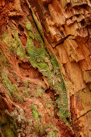 20130826 [C] PNW Vacation - ONP-Hoh Rainforest-Hall of Mosses Trail 070-Edit