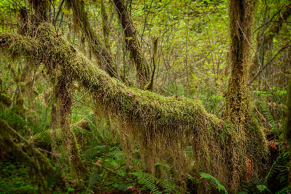 20130826 [C] PNW Vacation - ONP-Hoh Rainforest-Hall of Mosses Trail 078-Edit