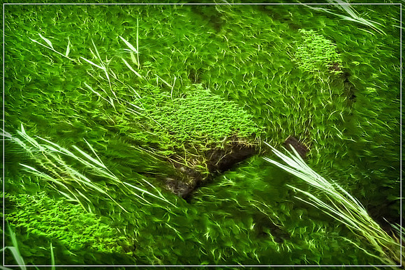 20130826 [C] PNW Vacation - ONP-Hoh Rainforest-Hall of Mosses Trail 098-Edit [TG(BrilonBlk34)]