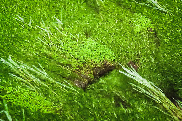 20130826 [C] PNW Vacation - ONP-Hoh Rainforest-Hall of Mosses Trail 098-Edit [TopImp(Monet-ish--100)]