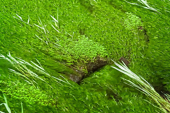 20130826 [C] PNW Vacation - ONP-Hoh Rainforest-Hall of Mosses Trail 098-Edit