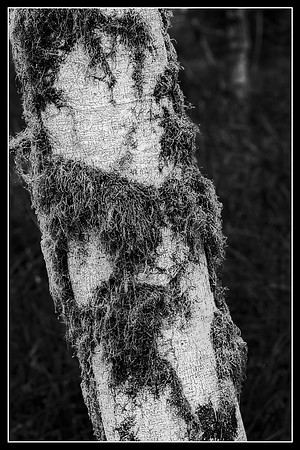 20130826 [C] PNW Vacation - ONP-Hoh Rainforest-Hall of Mosses Trail 102-Edit v3