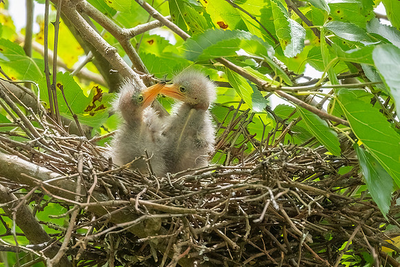 Green Heron & Chicks 01August2022-11