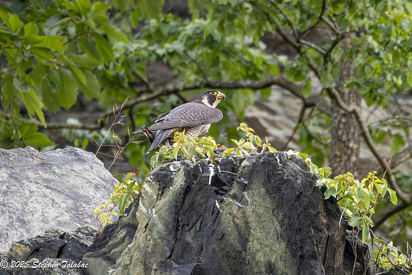 Point of Rocks Peregrine Falcons-3