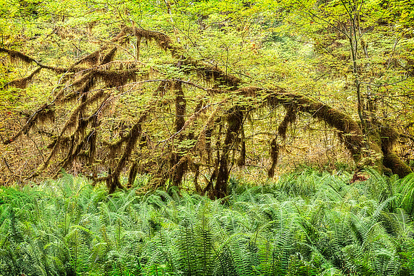 20130827 [C] PNW Vacation - ONP-Hoh Rainforest-Spruce Trail 095-Edit v1a
