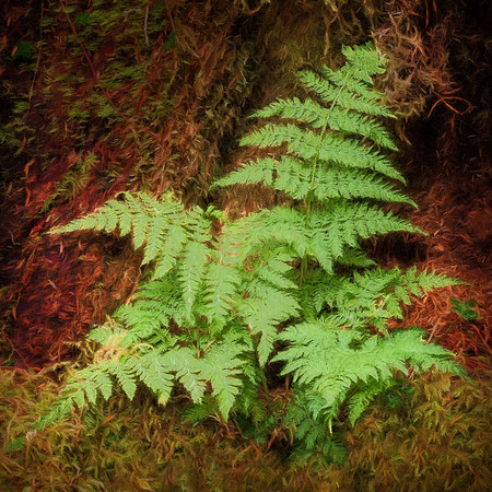 20130827 [C] PNW Vacation - ONP-Hoh Rainforest-Spruce Trail 100-Edit v1