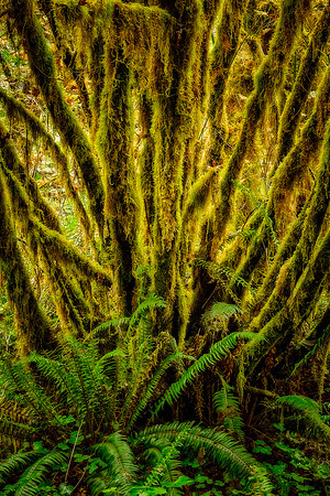 20130827 [C] PNW Vacation - ONP-Hoh Rainforest-Spruce Trail 140-Edit