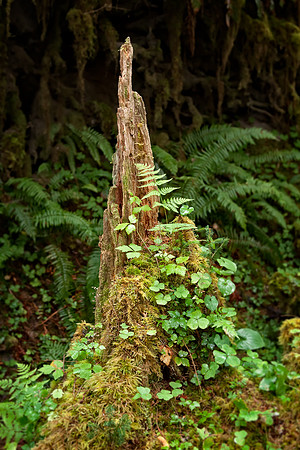 20130827 [C] PNW Vacation - ONP-Hoh Rainforest-Spruce Trail 007-Edit