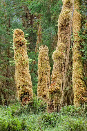 20130827 [C] PNW Vacation - ONP-Hoh Rainforest-Spruce Trail 014-Edit v1