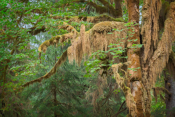 20130827 [C] PNW Vacation - ONP-Hoh Rainforest-Spruce Trail 020-Edit