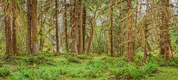 20130827 [C] PNW Vacation - ONP-Hoh Rainforest-Spruce Trail 030-Pano-Edit v1