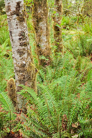 20130827 [C] PNW Vacation - ONP-Hoh Rainforest-Spruce Trail 040-Edit