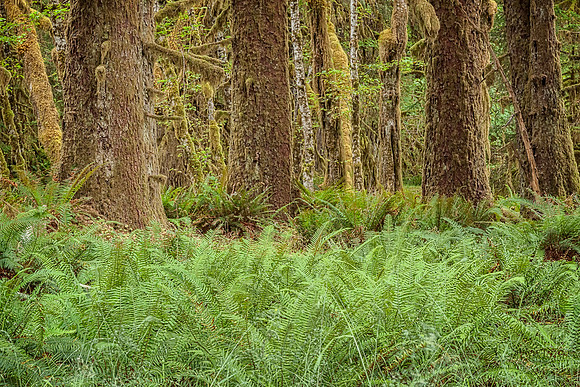 20130827 [C] PNW Vacation - ONP-Hoh Rainforest-Spruce Trail 041-Edit v1