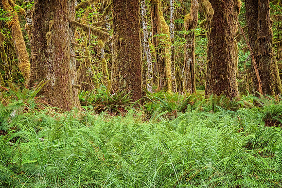 20130827 [C] PNW Vacation - ONP-Hoh Rainforest-Spruce Trail 041-Edit v1-Edit [TG(ElectrifyII37SL)]