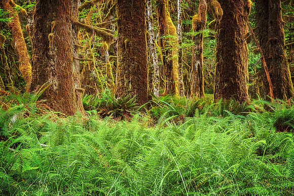 20130827 [C] PNW Vacation - ONP-Hoh Rainforest-Spruce Trail 041-Edit v1-Edit [TG(ElectrifyI49OL)]