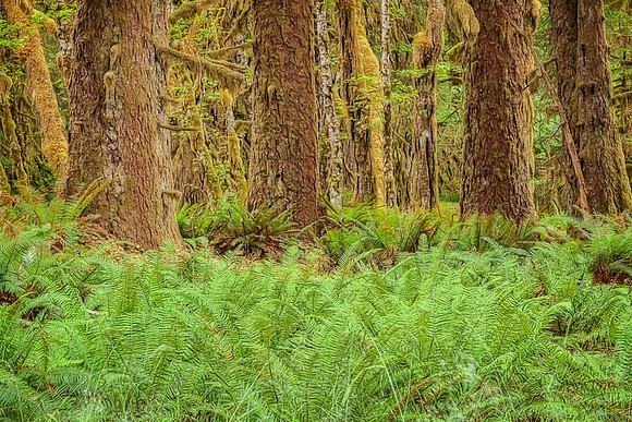20130827 [C] PNW Vacation - ONP-Hoh Rainforest-Spruce Trail 041-Edit v1-Edit [TG(Wonderland26)]