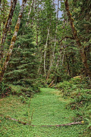 20130827 [C] PNW Vacation - ONP-Hoh Rainforest-Spruce Trail 077-Edit v1