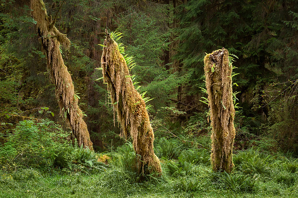 20130827 [C] PNW Vacation - ONP-Hoh Rainforest-Spruce Trail 078-Edit v1