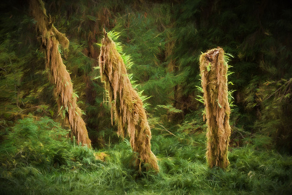 20130827 [C] PNW Vacation - ONP-Hoh Rainforest-Spruce Trail 078-Edit v1-Edit [TopImp(TStormsII)]