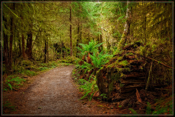 20130827 [C] PNW Vacation - ONP-Hoh Rainforest-Spruce Trail 080-Edit-Edit
