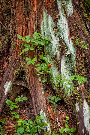 20130828 [C] PNW Vacation - ONP-Sol Duc Falls area 096-Edit