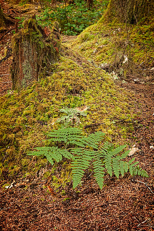 20130828 [C] PNW Vacation - ONP-Sol Duc Falls area 013-Edit