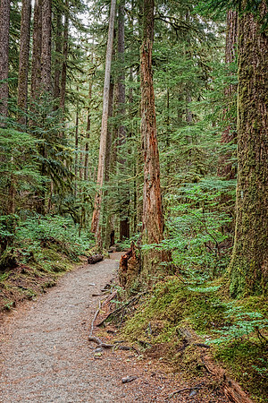 20130828 [C] PNW Vacation - ONP-Sol Duc Falls area 022-Edit