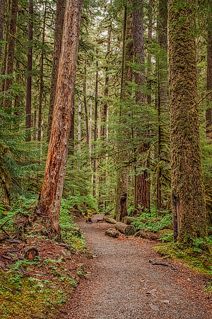20130828 [C] PNW Vacation - ONP-Sol Duc Falls area 023-Edit
