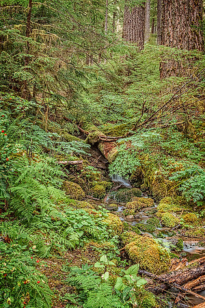 20130828 [C] PNW Vacation - ONP-Sol Duc Falls area 028-Edit
