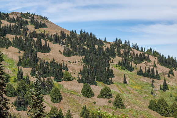 20130822 [C] PNW Vacation - ONP-Hurricane Ridge 039