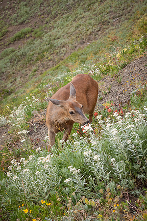 20130822 [C] PNW Vacation - ONP-Hurricane Ridge 277