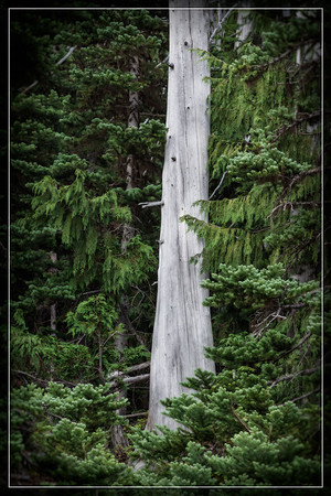 20130822 [C] PNW Vacation - ONP-Hurricane Ridge 301-Edit v2