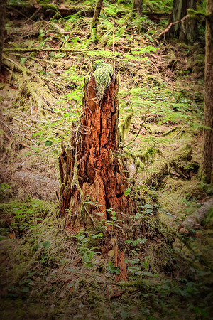 20130824 [C] PNW Vacation - ONP-Marymere Falls 006-Edit [TopImp(ChiaII,adj)]