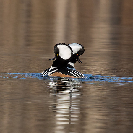 Hooded Mergansers Courtship Dance