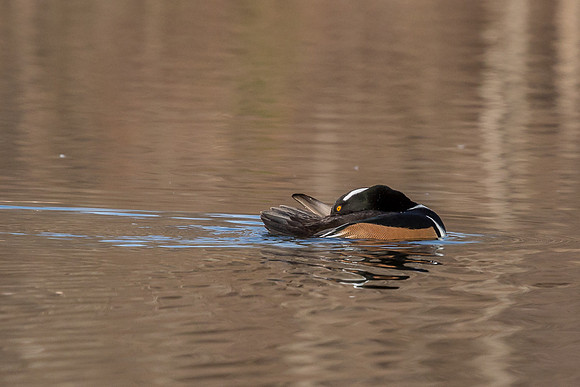 Hooded Mergansers Courtship Dance