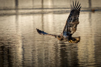 Columbia, "Wilde Lake", "bald eagle", eagle, "lake,", raptor