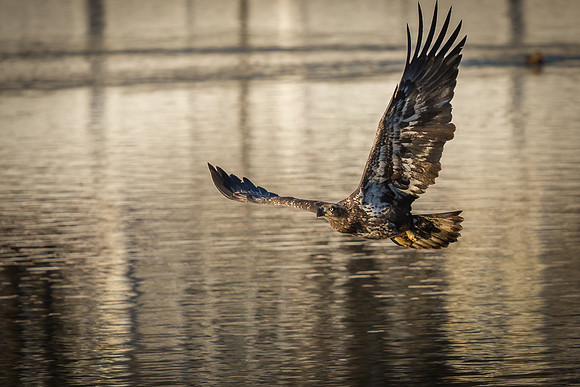 Columbia, "Wilde Lake", "bald eagle", eagle, "lake,", raptor