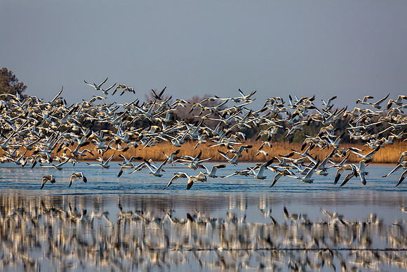 "Snow Geese", "Broadkill Beach", geese, "lift off"